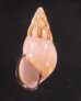 ノリオマレーマイマイ (仮称) Amphidromus noriokowasoeifig.1