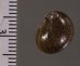 クレンチカノコ (仮称) Neritina clenchifig.2