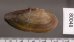 インガルシアイシガイ (仮称) Ensidens ingallsianusfig.2