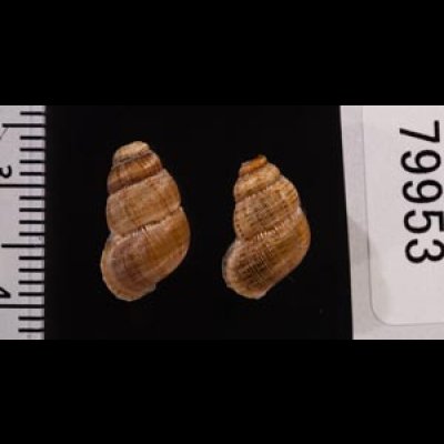 ムリヌムクチヒレ (仮称) Opisthosiphon detectum murinumfig.2