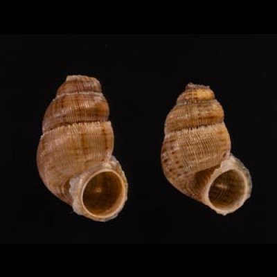 ムリヌムクチヒレ (仮称) Opisthosiphon detectum murinumfig.1