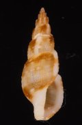 Daphnella aff.varicosa ウネフデシャジク近似種 未詳