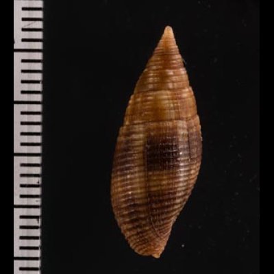 ウズラフデ Quasimitra variabilisfig.2