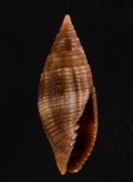 Quasimitra variabilis ウズラフデ