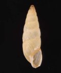 Clessinia neglecta ナガイトカケクチトジギセル (仮称)