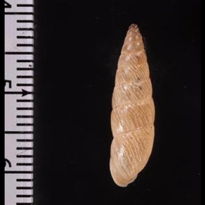 ナガイトカケクチトジギセル (仮称) Clessinia neglectafig.2