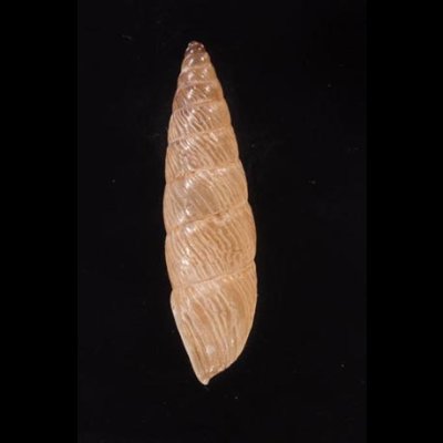 ナガイトカケクチトジギセル (仮称) Clessinia neglectafig.3