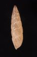 ナガイトカケクチトジギセル (仮称) Clessinia neglectafig.3