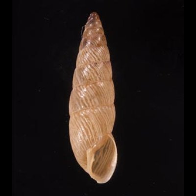 ナガイトカケクチトジギセル (仮称) Clessinia neglectafig.1