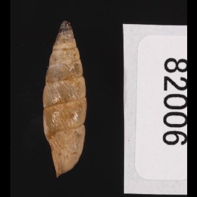 画像2: ナガイトカケクチトジギセル (仮称)