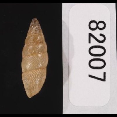 画像2: ナガイトカケクチトジギセル (仮称)