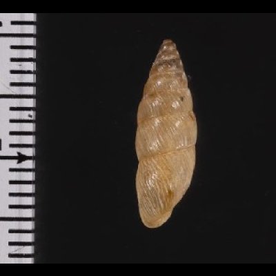 画像3: ナガイトカケクチトジギセル (仮称)