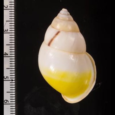 タクミマレーマイマイ Amphidromus atricallosus atricallosusfig.2