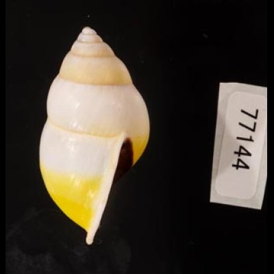 タクミマレーマイマイ Amphidromus atricallosus atricallosusfig.3