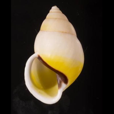 タクミマレーマイマイ Amphidromus atricallosus atricallosusfig.1