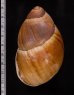 ミミナガオオアカマイマイ Megalobulimus auritusfig.2