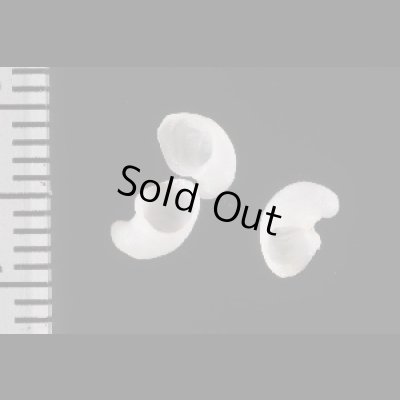 画像2: シロカツラガイ