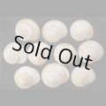 スンバメダママイマイ SALE!