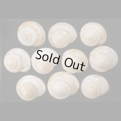 画像1: スンバメダママイマイ SALE!