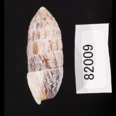 画像2: サンジオオタワラ (仮称)