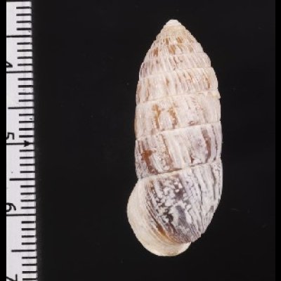 画像3: サンジオオタワラ (仮称)