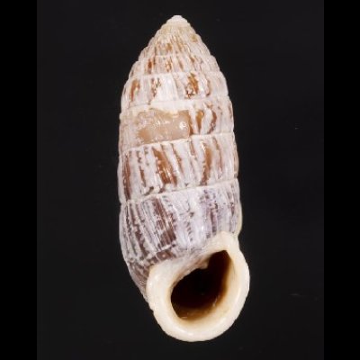 画像1: サンジオオタワラ (仮称)