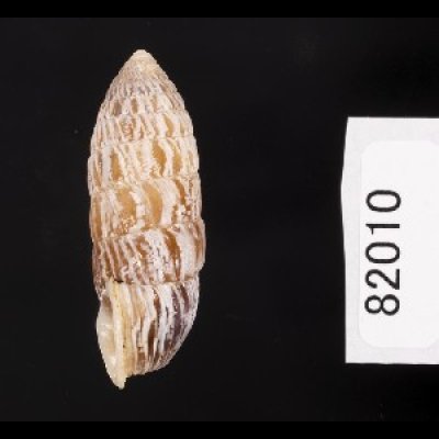 画像2: サンジオオタワラ (仮称)