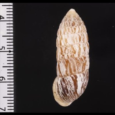 画像3: サンジオオタワラ (仮称)