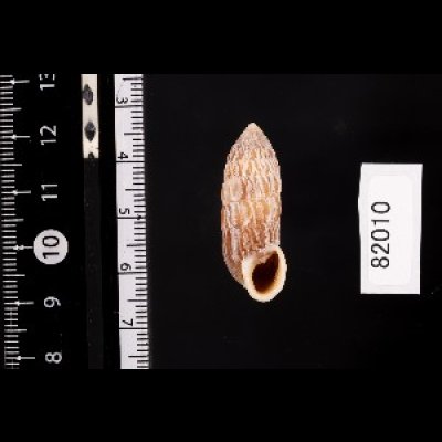 画像1: サンジオオタワラ (仮称)