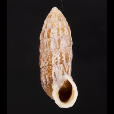 画像1: サンジオオタワラ (仮称)