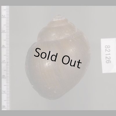 画像2: タニシモドキ