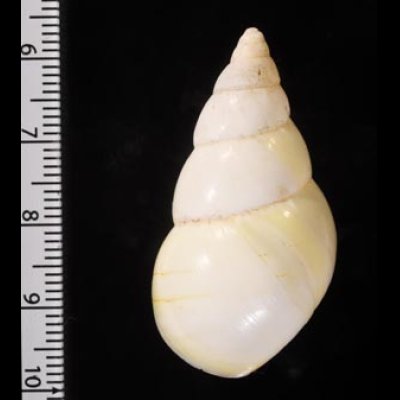 キイロイトヒキマイマイ Liguus fasciatus luteusfig.2