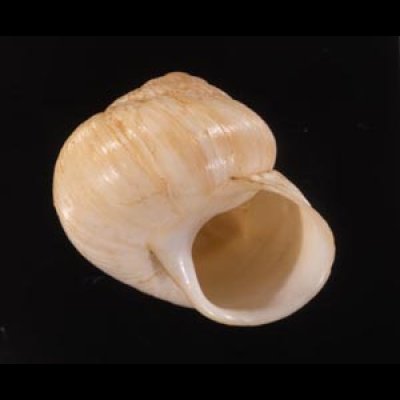 スカリスラオウドマイマイ (仮称) Plectorhagada scolythrafig.2