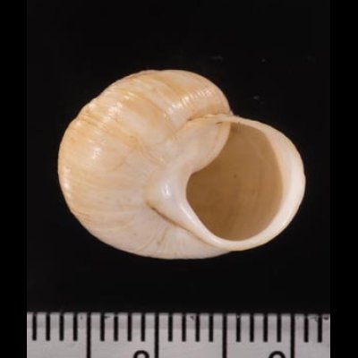 スカリスラオウドマイマイ (仮称) Plectorhagada scolythrafig.3