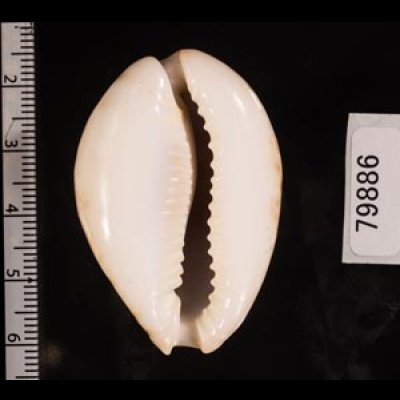 オオシモフリダカラ Naria turdus winckworthifig.2