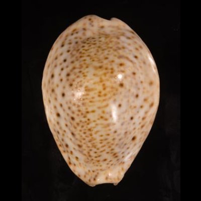 オオシモフリダカラ Naria turdus winckworthifig.1