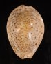 オオシモフリダカラ Naria turdus winckworthifig.1
