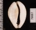 オオシモフリダカラ Naria turdus winckworthifig.2