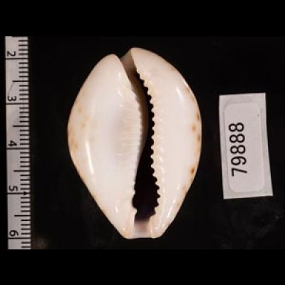 オオシモフリダカラ Naria turdus winckworthifig.2