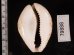 オオシモフリダカラ Naria turdus winckworthifig.2