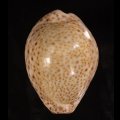 オオシモフリダカラ