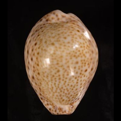 オオシモフリダカラ Naria turdus winckworthifig.1