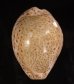 オオシモフリダカラ Naria turdus winckworthifig.1