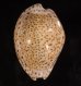 オオシモフリダカラ Naria turdus winckworthifig.1
