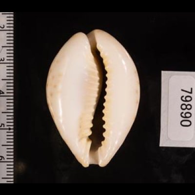オオシモフリダカラ Naria turdus winckworthifig.2