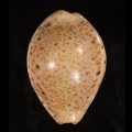 オオシモフリダカラ