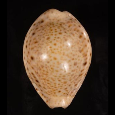 オオシモフリダカラ Naria turdus winckworthifig.1