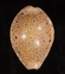 オオシモフリダカラ Naria turdus winckworthifig.1