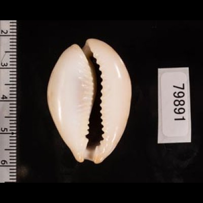 オオシモフリダカラ Naria turdus winckworthifig.2