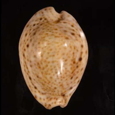 オオシモフリダカラ Naria turdus winckworthifig.1